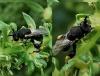Brachymeria sp.